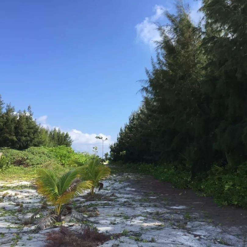 沙洲变绿洲鸟归人欢笑——海南省三沙市民生建设和环境保护见闻(下)