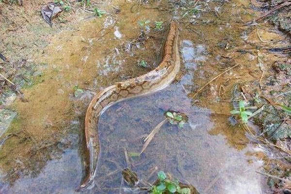 刀鳅鱼少见的原因刀鳅鱼是南方常见的一种淡水鱼,又