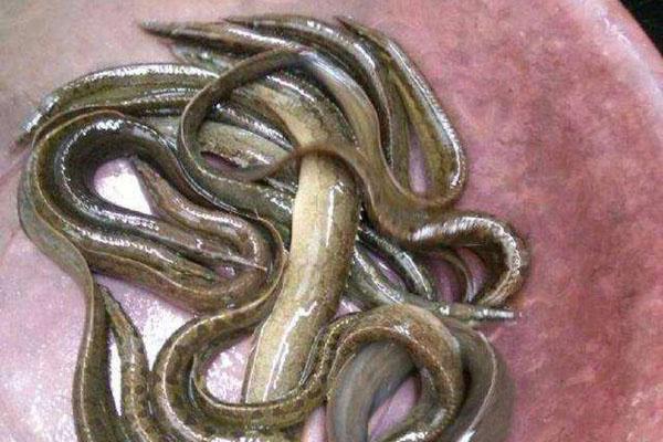 南方农村这种背上长刺的淡水鱼被称为刺王鱼现在有价无货