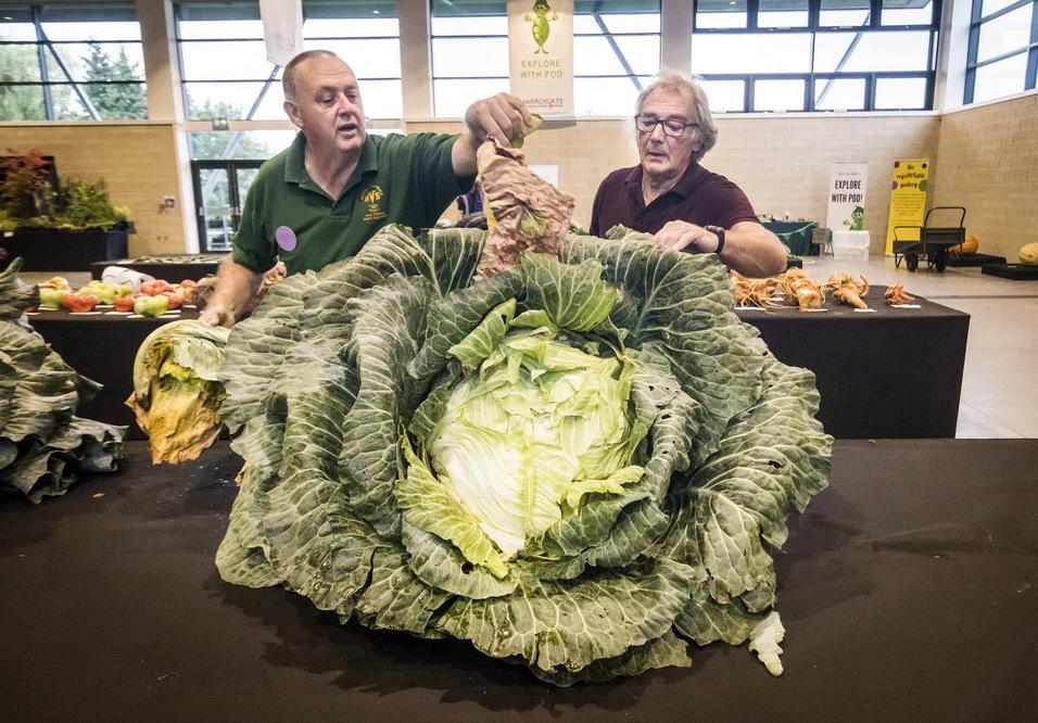 英国超大蔬菜大赛,蔬菜界巨无霸齐聚一决高下