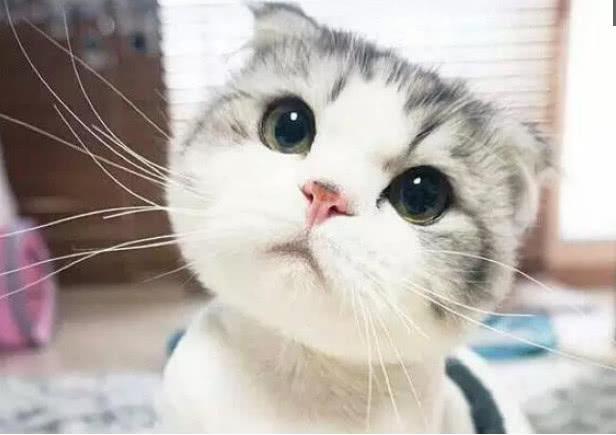 来自于喵星人的"包子脸",简直萌爆了,网友:好想领一只回家|包子|猫咪