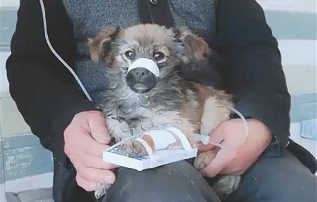 田园犬生病主人不离不弃带狗子输液狗谢谢你救我
