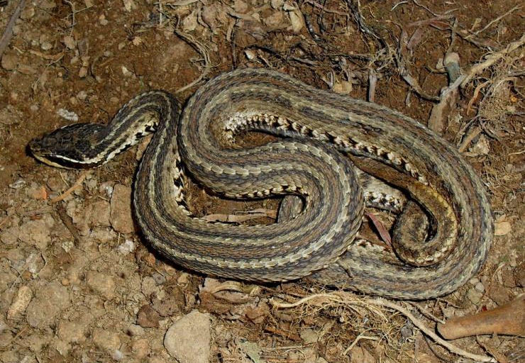 农村常见的土公蛇,是不是剧毒蛇类?和眼镜蛇相比谁更毒?