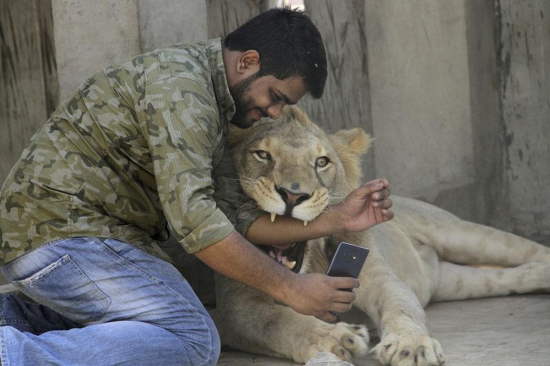 巴基斯坦两兄弟把狮子当宠物养,索吻拥抱还要开车带出门"遛弯"