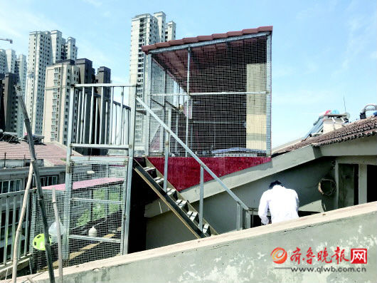 隔壁鸽子咕咕叫,连个觉都睡不成 养鸽能否不打扰邻里?