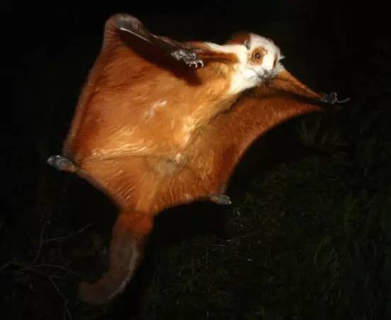 它是飞狐这是红白鼯鼠