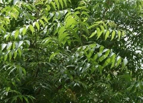 用院子里的摘下来的印楝树叶制作天然的无害的农药,对人没害处|印楝|楝树|溶液|害处|杀虫剂_新浪新闻