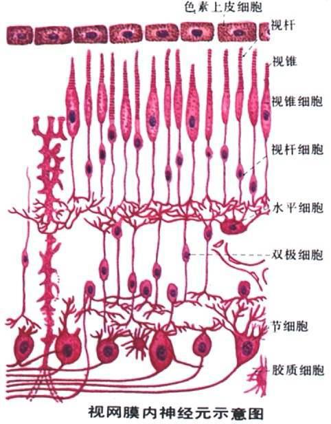 人类有近视眼,那么动物也会得近视眼吗?|近视眼|视力|人类_新浪新闻
