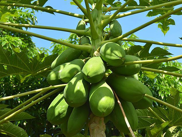 水果是怎么生长的火龙果像种花第三种果实长满树干