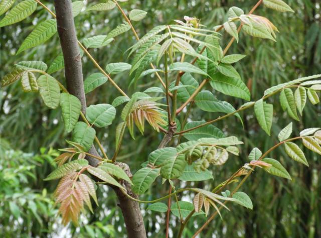 这5种大树,颜值高,经济实用,老一辈人生活经验中见证过的|香椿树|合欢