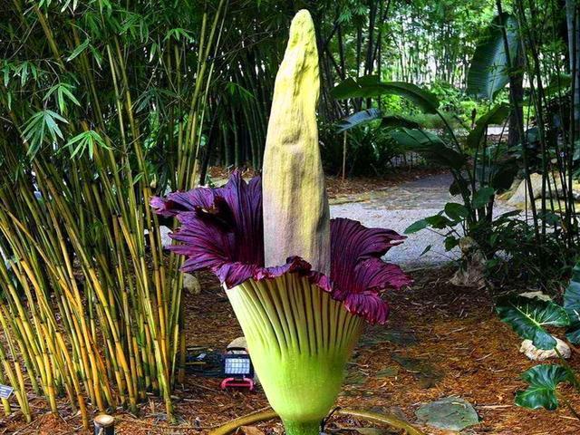 特臭花"尸香魔芋"的真实由来,胡八一着魔不靠谱