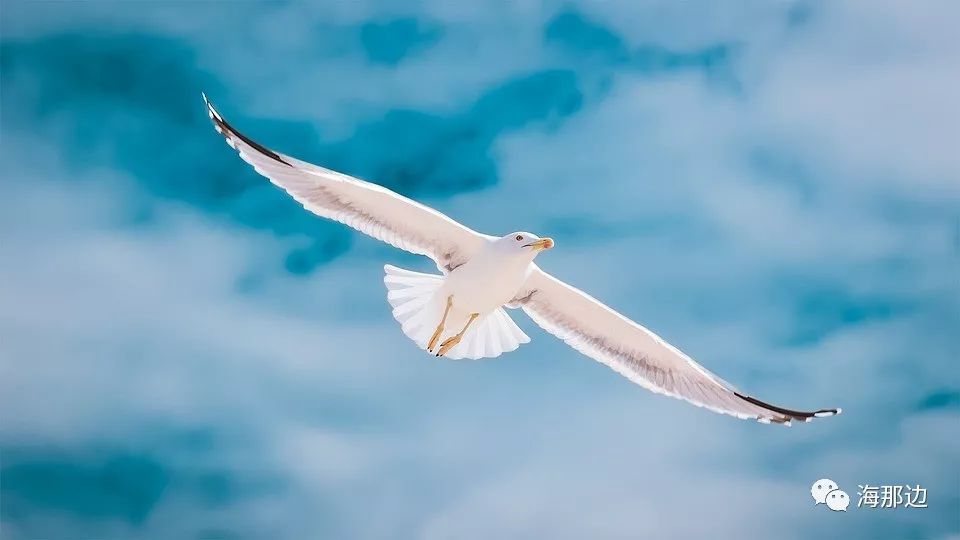 50万欧元在葡萄牙买海景别墅,顺便拿欧盟绿卡