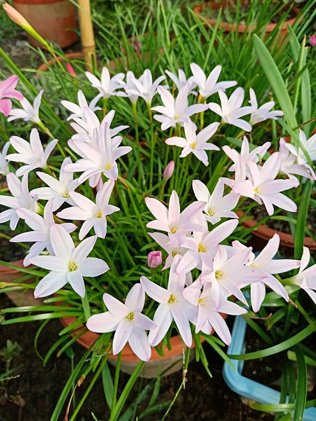 长得像韭菜的花一开就美爆别再当菜给割了