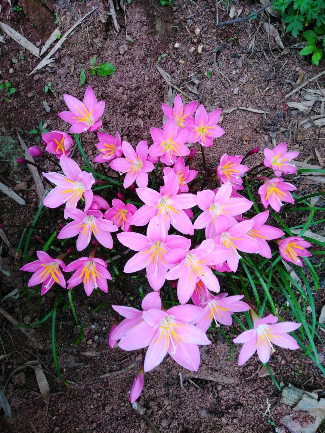 长得像韭菜的花一开就美爆别再当菜给割了