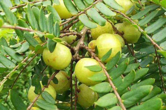 这种野果子叫油金子学名是余甘果现在市场上供不应求