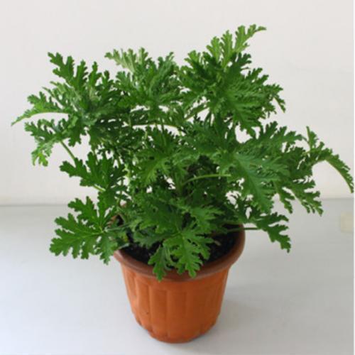 蚊虫|空气|驱蚊草_新浪新闻