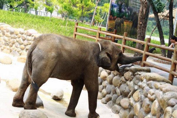 國內7大最受歡迎的動物園長隆野生動物世界居榜首你去過嗎