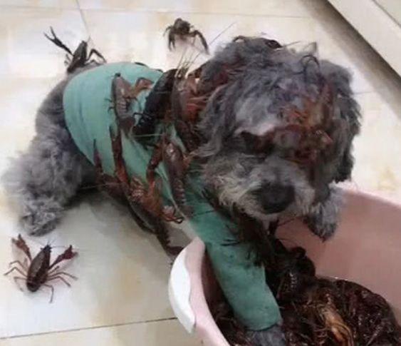 泰迪想偷吃小龙虾,惨遭小龙虾"群殴",主人:自作自受!