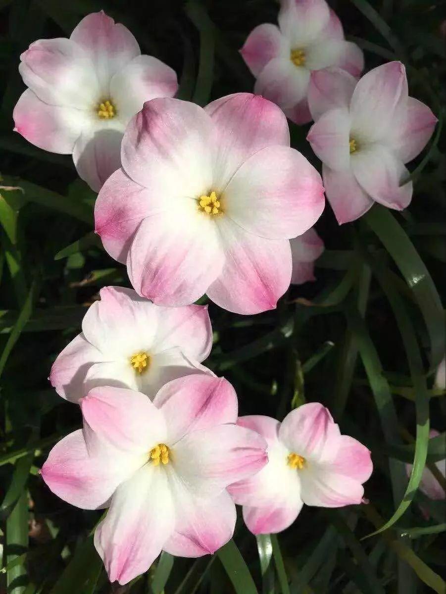 长得像韭菜的花一开就美爆别再当菜给割了