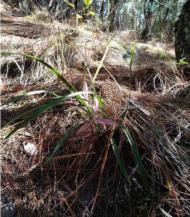 野生兰花生长的小环境和自然特点