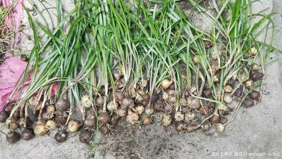 葱兰:咱们家里养的风雨兰主要分为两种:葱兰和