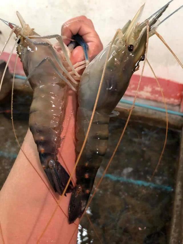 马来西亚东南部有一个钓虾圣地,一只能有巴掌大重一斤多