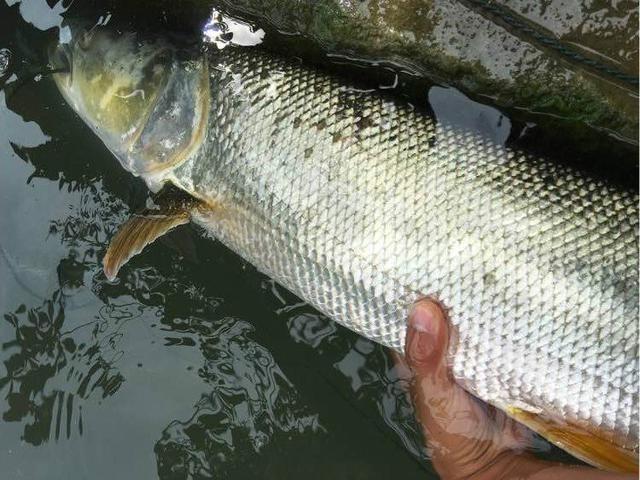 你见过一米长的鳡鱼吗?在我们三峡很常见,欢迎大家来钓鱼|鳡鱼|钓鱼|