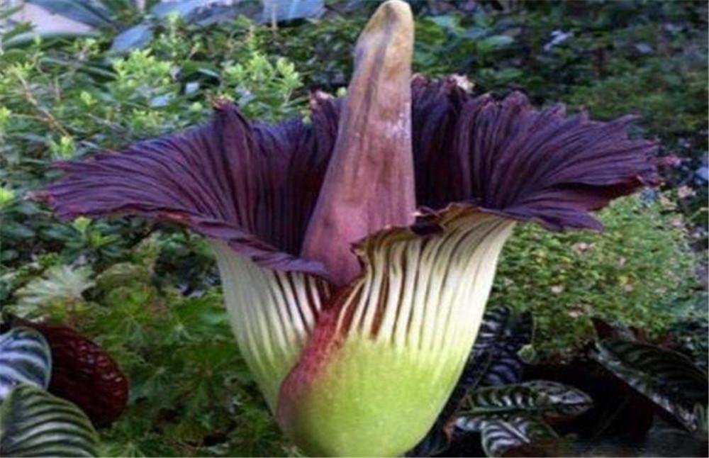 湖南发现世界上最臭的花7年一开花传说能惑人产生自杀的幻觉