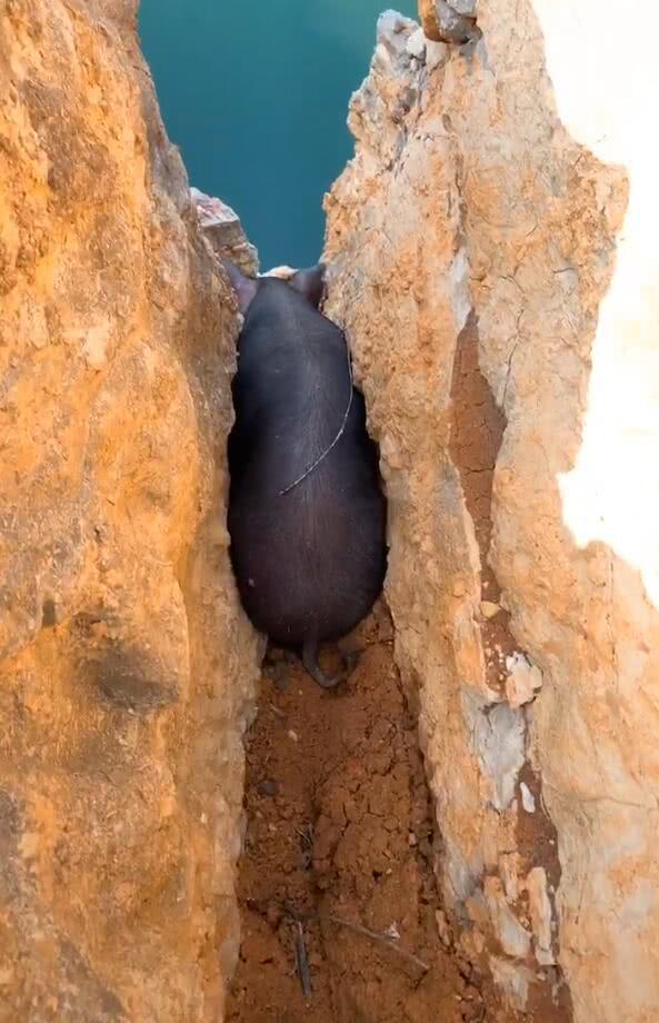 黑猪钻进石头缝隙,进退不得,网友一瞧猪的前面直摇头!