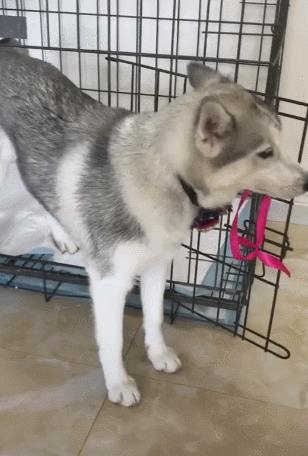 有一个网友留言说:"哈士奇真的是非常的搞笑,狗命比拆家还重要,所以