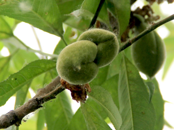 天气升温,桃树上结出奇形怪状果|桃树|果实|小桃园_新浪新闻