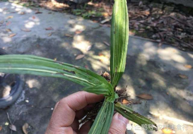 深山里才有的虾脊兰,花开很美丽,如今是珍贵的草药,一斤上百元