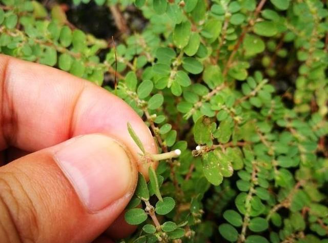 见到"奶浆草"别拔,它能刺激血液循环,其他地区被叫做"血愁"