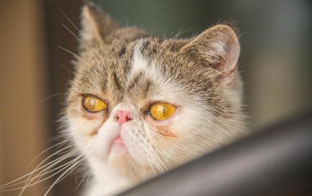 流浪加菲猫敲窗,长得丑吓坏小姐姐,目前已收养起名鳌拜