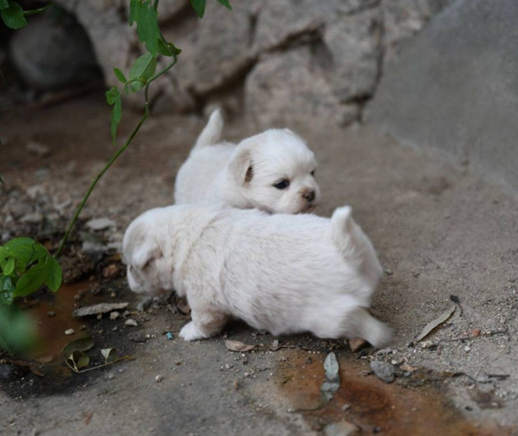 狗火美女和房子是什么成语疯狂猜成语(2)