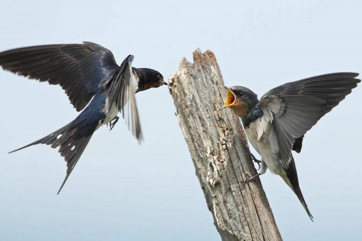 龙雀是传说中的生物,凤凰的一种.
