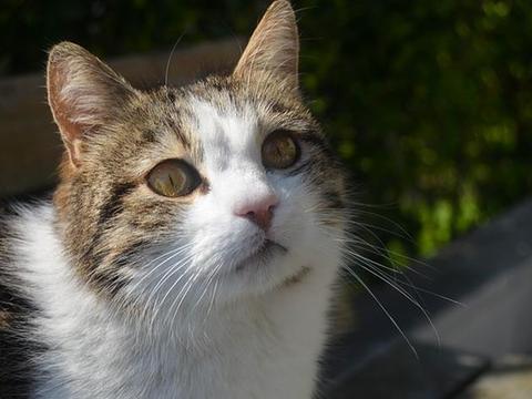 猫的每个成长阶段 相对应的体重应该是多少 猫的每个成长阶段 相对应的体重应该是多少