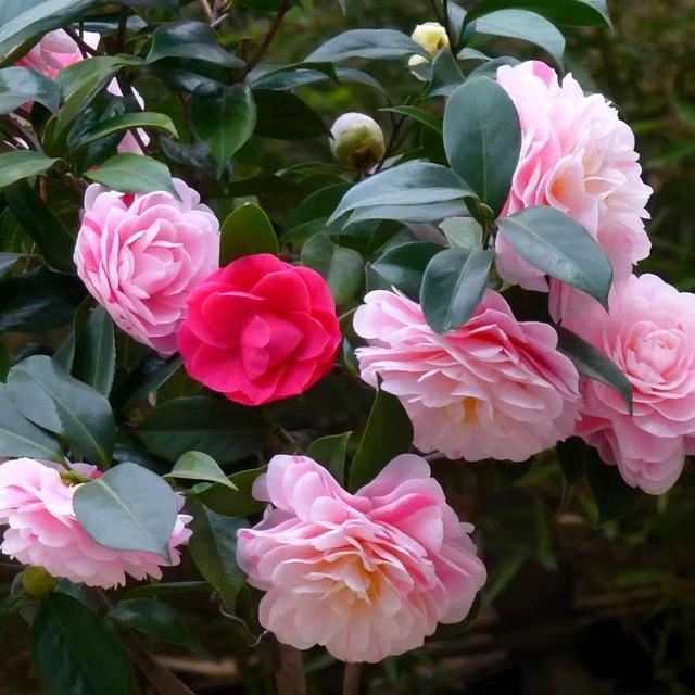 茶花盆栽的叶脉发黄就是缺素吗不是的这4种原因容易被忽略