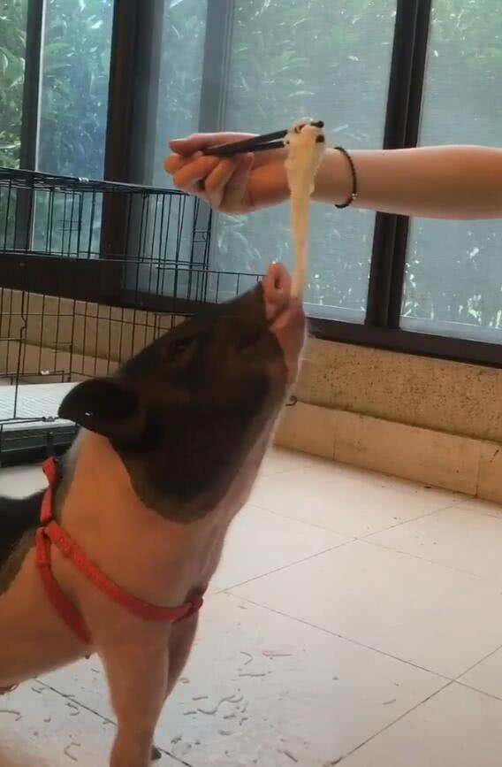 宠物猪|主人|面条_新浪新闻