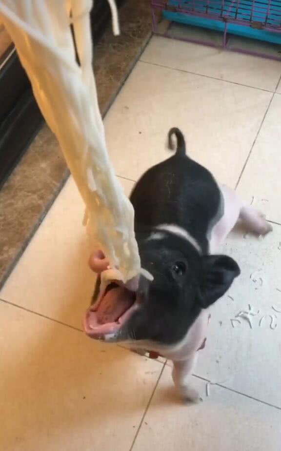 宠物猪|主人|面条_新浪新闻