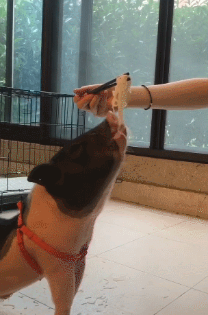 宠物猪吃面要人喂,一碗只够吃两口,饭量比狗子大多!