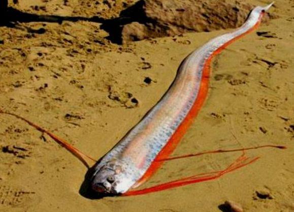 墨西哥出现5米长皇带鱼活着的白龙王马