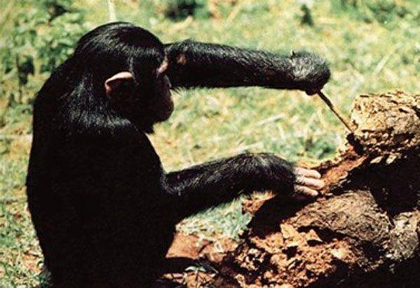 卷尾猴也常使用石头来打开坚果或者用片状石头挖掘植物的块茎,黑猩猩