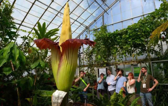 传说能让人产生自杀幻觉,7年开一次花的尸香魔芋,真的存在吗?