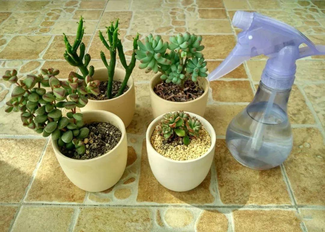 高温天多肉别乱浇水不注意降温小心变成水煮肉