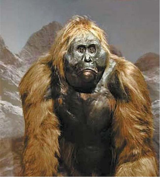 神农架真的有野人吗其实早在40年前三次大考察已经给出公告