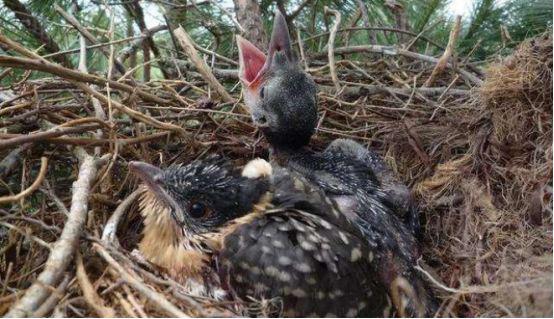 为什么杜鹃鸟是最坏的鸟?看它都做了什么,真是开眼界了