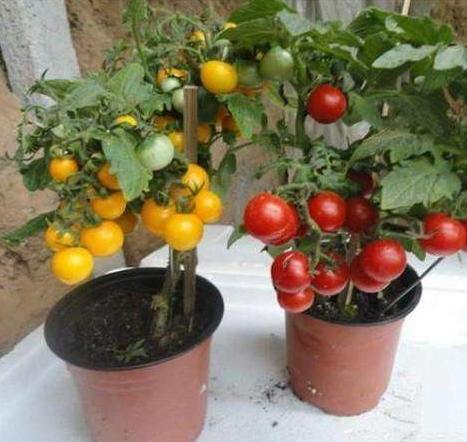 适合在阳台花盆里种植的"3种"蔬菜籽,想吃随便摘,生长快|盆栽|阳台