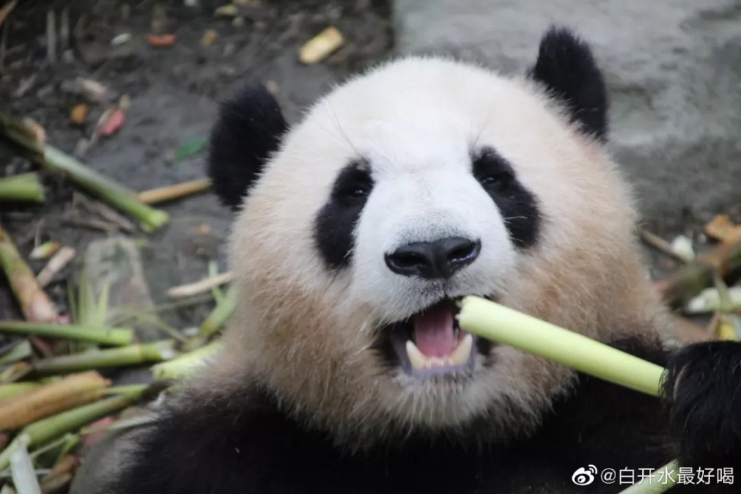 正文即将接替"星二"和"雅二"来到上海动物园的,是两只新的大熊猫"星光