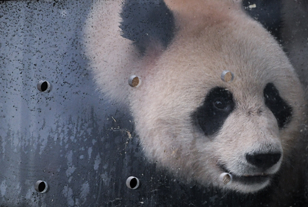 4月29日，在中国大熊猫保护研究中心雅安碧峰峡基地，大熊猫“如意”在运输笼里。新华社 资料图